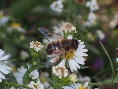 Eristalis tenax