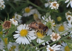 Eristalis tenax