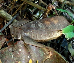 Colpolopha latipennis