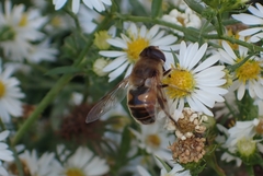 Eristalis tenax