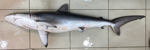 Silky Shark
