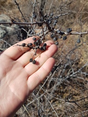 Rhamnus erythroxylum