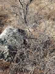 Rhamnus erythroxylum