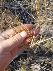 Asparagus burjaticus