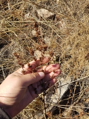 Lespedeza daurica