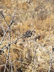 Rhamnus erythroxylum