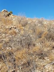 Rhamnus erythroxylum