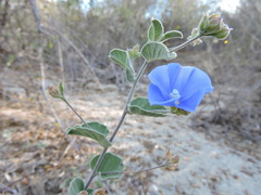 Jacquemontia abutiloides