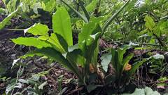 Microsorum membranaceum