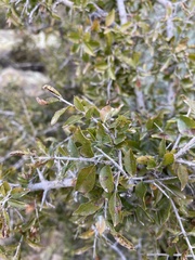 Sageretia wrightii