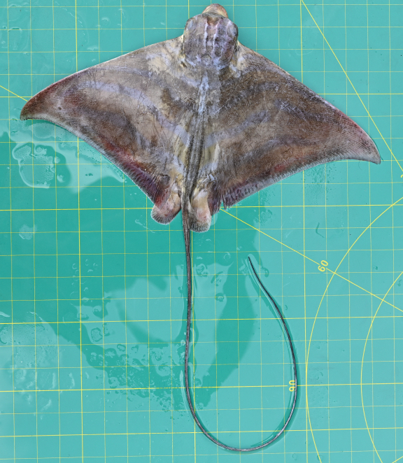 Wafic's Eagle Ray