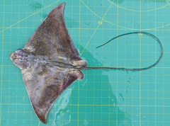 Aetomylaeus wafickii