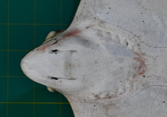 Aetomylaeus wafickii