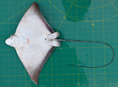 Aetomylaeus wafickii