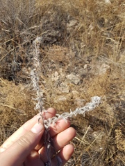 Stenosolenium saxatile