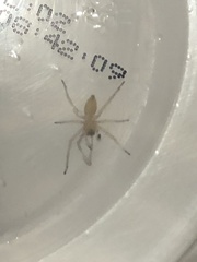 Cheiracanthium inclusum