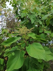 Heliocarpus americanus