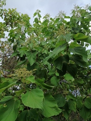 Heliocarpus americanus