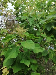 Heliocarpus americanus