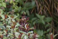 Catharus gracilirostris