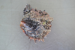 Pinctada margaritifera
