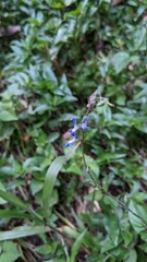 Salvia costaricensis