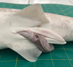 Carcharhinus dussumieri