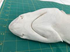 Carcharhinus dussumieri