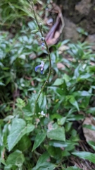 Salvia costaricensis