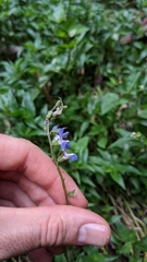 Salvia costaricensis