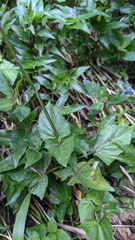 Salvia costaricensis