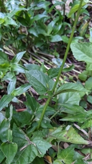 Salvia costaricensis
