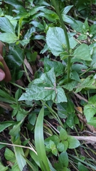 Salvia costaricensis