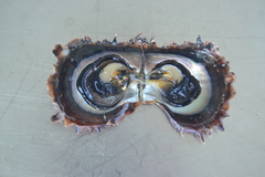 Pinctada margaritifera
