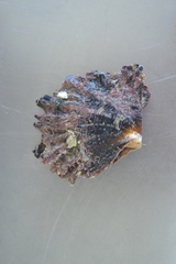 Pinctada margaritifera