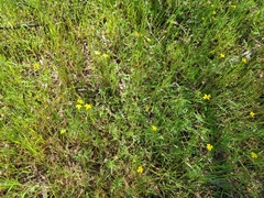 Goodenia pinnatifida