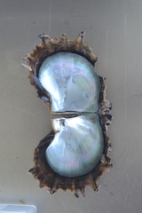 Pinctada margaritifera