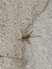 Cheiracanthium inclusum