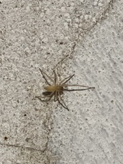 Cheiracanthium inclusum