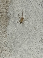 Cheiracanthium inclusum