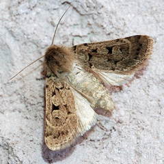 Chersotis nupponenorum