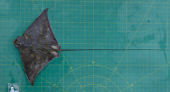 Aetomylaeus wafickii