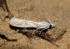 Bradyrrhoa gilveolella