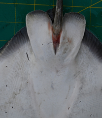 Aetomylaeus wafickii