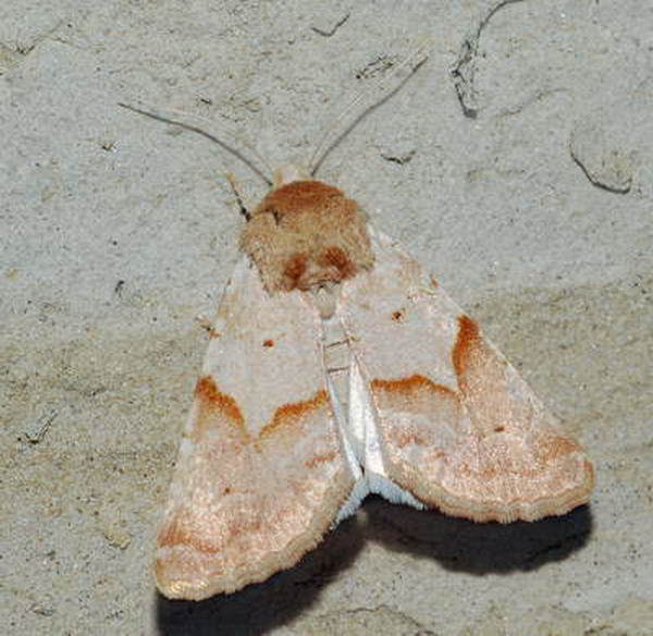 Mycteroplus