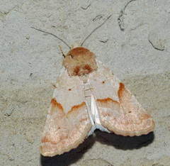 Mycteroplus puniceago