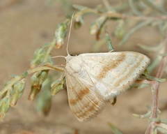 Scopula arenosaria