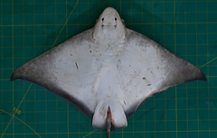 Aetomylaeus wafickii