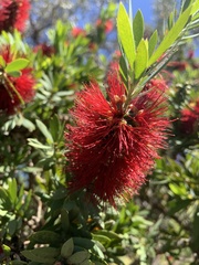 Melaleuca linearifolia