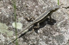 Sceloporus cupreus